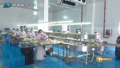 安龙工厂化立体栽培 以企业财务咨询为引擎，推动食用菌产业提质增效